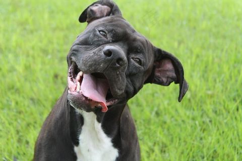 斯塔福斗牛梗,意大利卡斯罗犬,美国比特犬,斯塔福郡斗牛梗,大丹犬,齐柏林飞艇