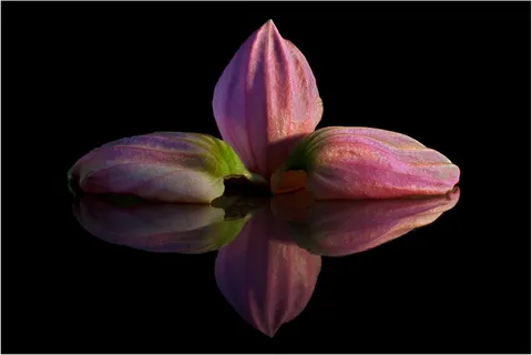 梅迪尼利亚,花瓣,镜像,粉红色,独家,宏 梅迪尼利亚,花瓣,镜像,粉红色,独家,宏