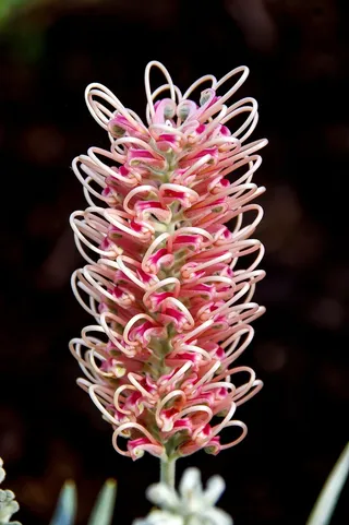 Grevillea，花，澳大利亚，本机，粉红色，白色