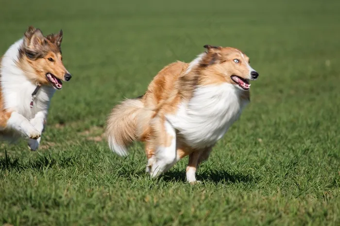 牧羊犬，狗，种族，播放，狩猎，毛皮，伟大，草甸