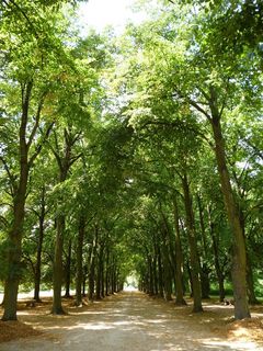 大道，促销，阴影，阳光