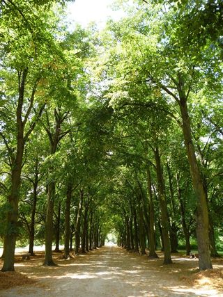 大道，促销，阴影，阳光