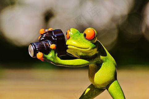 青蛙，摄影师，模型，模特照片，夫人，构成