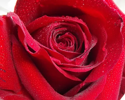 玫瑰，露水，水，红色，花瓣，花