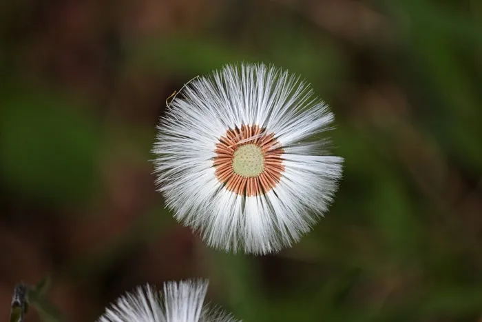 蒲公英，褪色，花圈，种子，飞行的种子，关闭