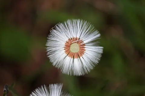 蒲公英，褪色，花圈，种子，飞行的种子，关闭