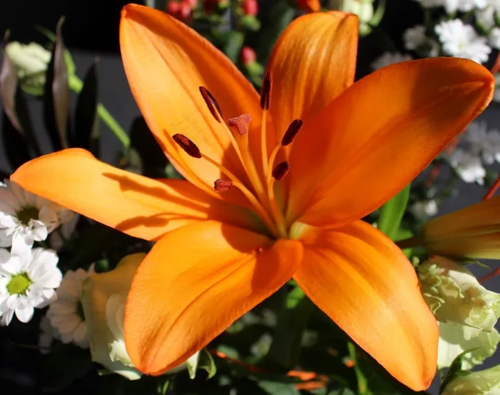 鲜花，百合，橙，花邮票，阳光