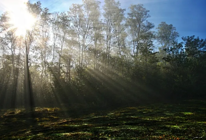 树,生态林,松林,油画,天空,森林里的阳光
