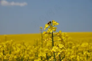 黄色，性质，菜子田，植物，种子，蜜蜂