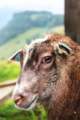 五月，羔羊，挪威Spelsau