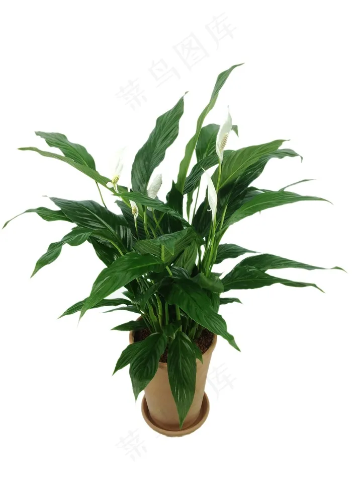 绿巨人，植物，空气，净化器