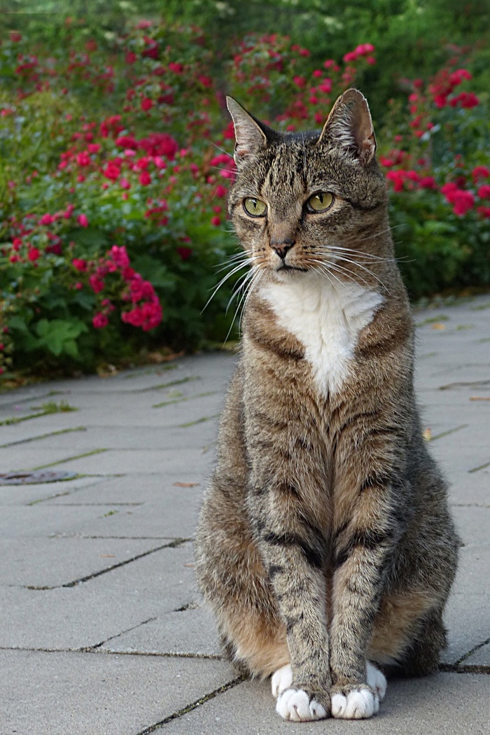 动物，猫，家猫，猫科，鲭鱼，坐