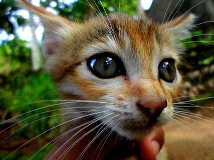 猫，小猫，凯蒂，宠物，猫的，动物，家养