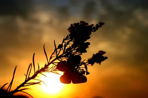 蝴蝶,东,花,天空,红色,侧影 蝴蝶,东,花,天空,红色,侧影