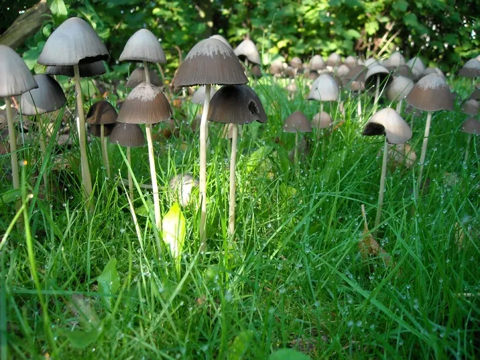 蘑菇，真菌，草，自然，绿色，秋季，森林