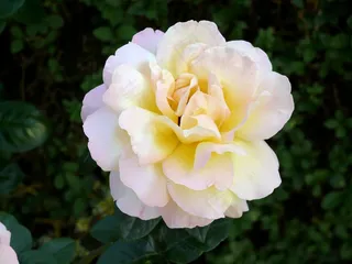 玫瑰，黄色，花，性质，花园，盛开