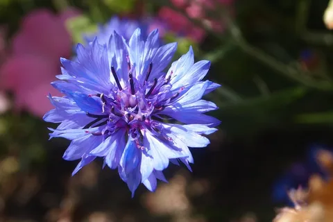 矢车菊,夏天,自然,园林植物,盛开 矢车菊,夏天,自然,园林植物,盛开
