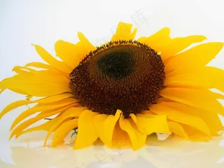 太阳花，鲜花，向日葵，太阳，黄色，植物