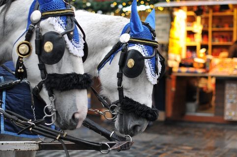 马匹，动物，马车，布拉格，城市，旅行