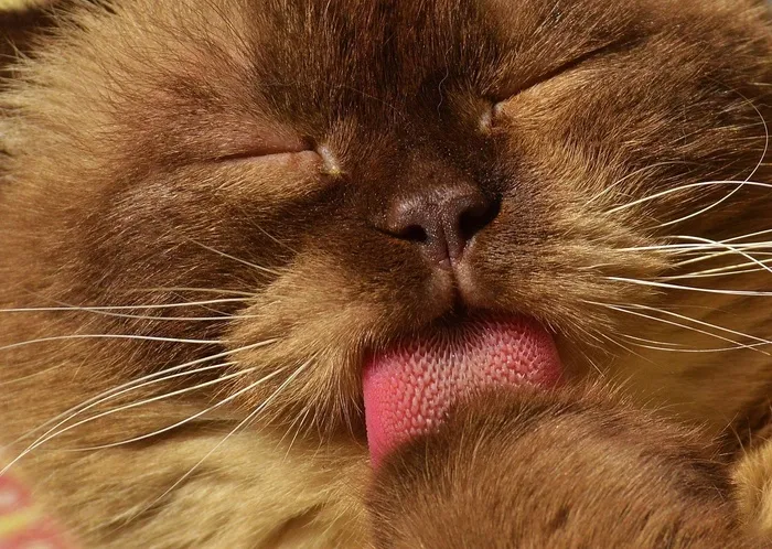 猫，英国短毛猫，猫洗，米氏，纯种