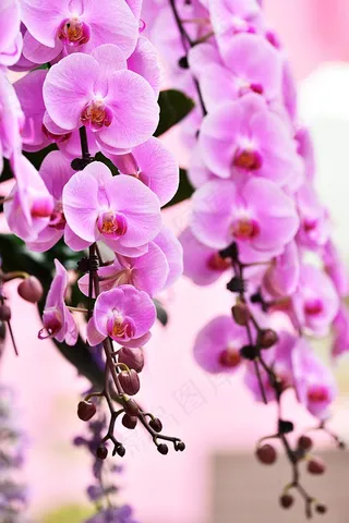 旅行，花朵，图案