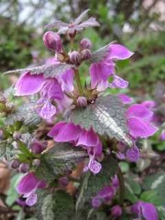 Lamium Maculatum，斑点的荨麻，斑点的henbit