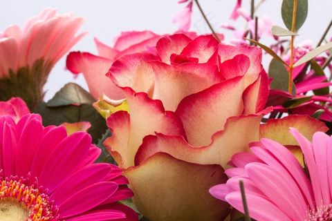 玫瑰,非洲菊,复合材料,扫帚,Genista,鲜花 玫瑰,非洲菊,复合材料,扫帚,Genista,鲜花