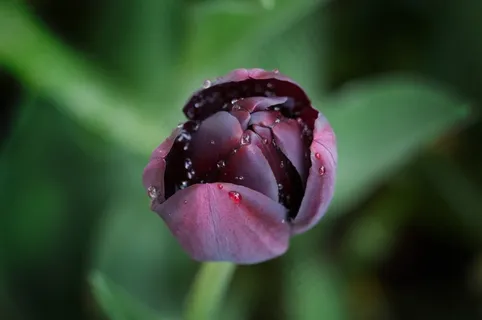 花，郁金香，植物，Schnittblume，春天的花朵