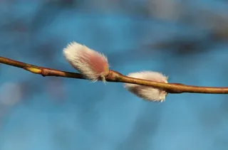 Osier，春天，布什，植物，Vide Kitty，瑞典，软