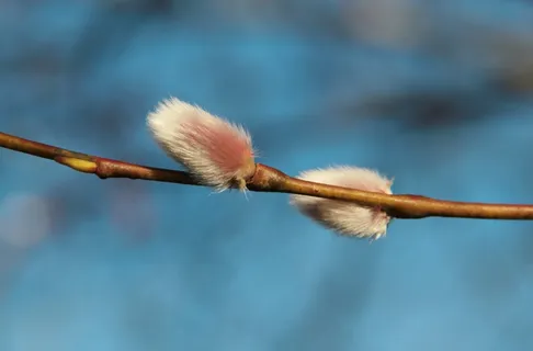 Osier,春天,布什,植物,Vide Kitty,瑞典,软 Osier,春天,布什,植物,Vide Kitty,瑞典,软
