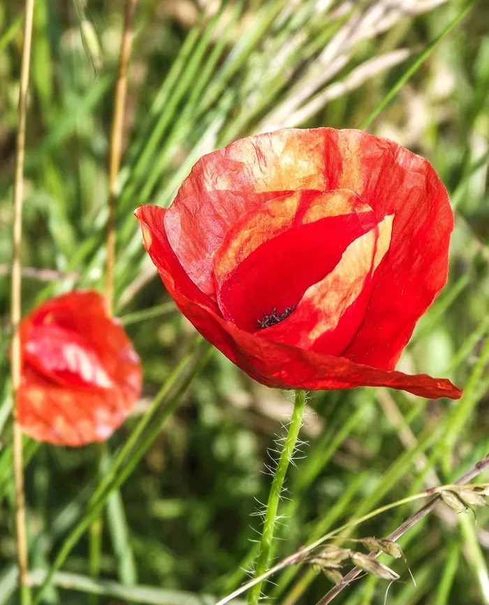 Klatschmohn，花，罂粟，草地，开花，盛开