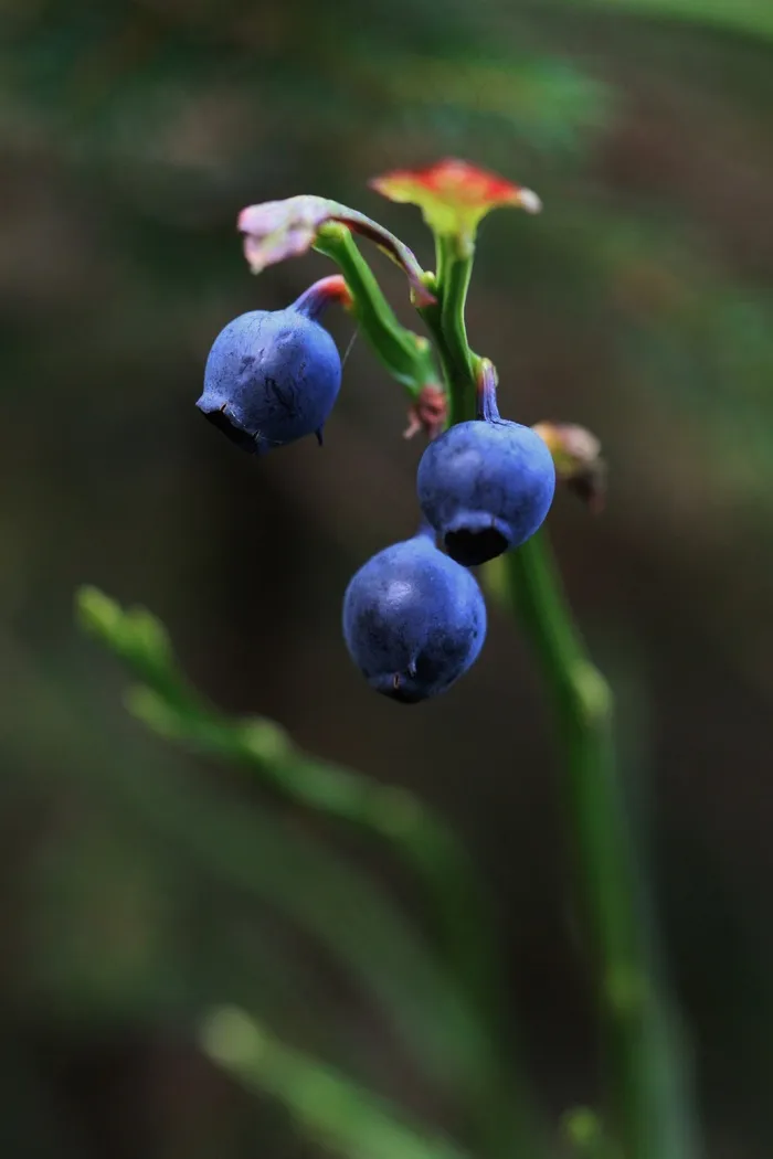 蓝莓，蓝莓，浆果，森林，野生浆果