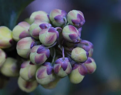 花蕾,芽,紫色,绿色,植物,花的,植物群 花蕾,芽,紫色,绿色,植物,花的,植物群