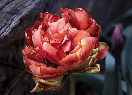 郁金香,红色,春天,性质,鲜花,盛开,关闭 郁金香,红色,春天,性质,鲜花,盛开,关闭