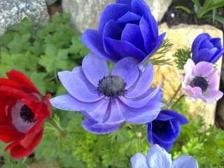 Annemone，多彩，春天，花