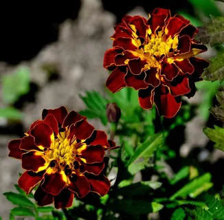 花,布朗,黄色,紫色,花园,自然,花的 花,布朗,黄色,紫色,花园,自然,花的