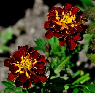 花，布朗，黄色，紫色，花园，自然，花的