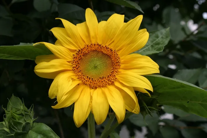 向日葵，黄色花，性质，太阳，夏天