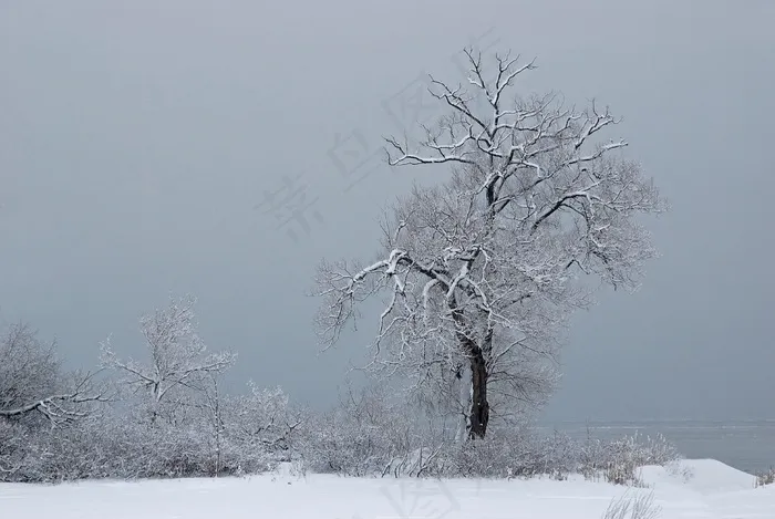 树，雪，冷，雾，季节，白色，自然，景观