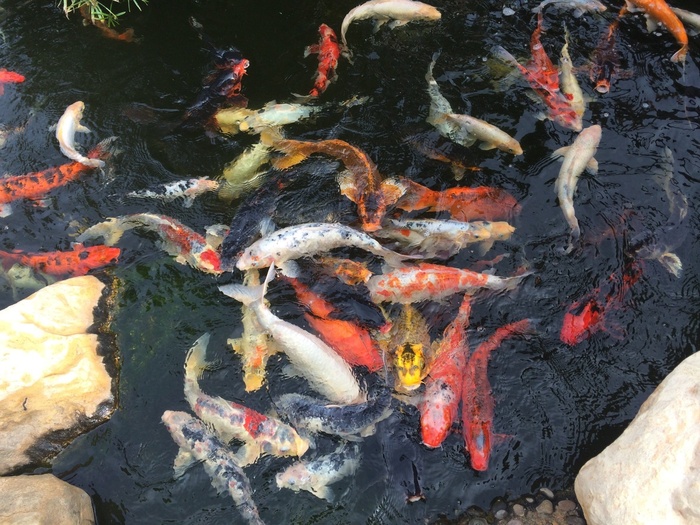 鱼，池塘，水，性质，锦鲤，动物，华美，红色