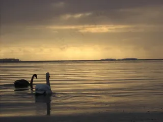 两只天鹅游泳，日落，湖泊，水，水禽