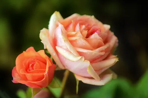 玫瑰,红色,橙色,花,性质,开花,花的 玫瑰,红色,橙色,花,性质,开花,花的