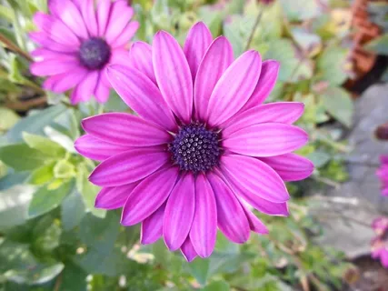 花，开花，盛开，粉红色，植物，美丽，花瓣