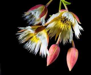 开花，开花，白，开花的树枝