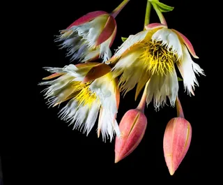 开花，开花，白，开花的树枝