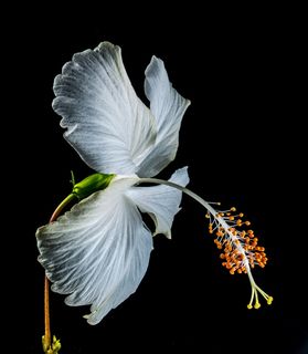 芙蓉花，开花，花，白，棉花糖