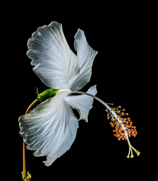 芙蓉花，开花，花，白，棉花糖