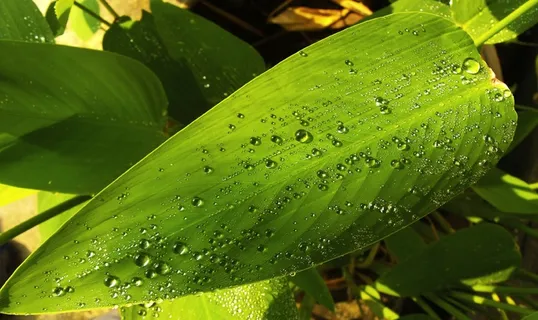 叶子,绿色,水滴 叶子,绿色,水滴