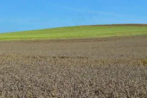 小麦，农业，耕种，面包，食品