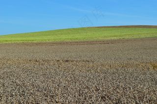 小麦，农业，耕种，面包，食品